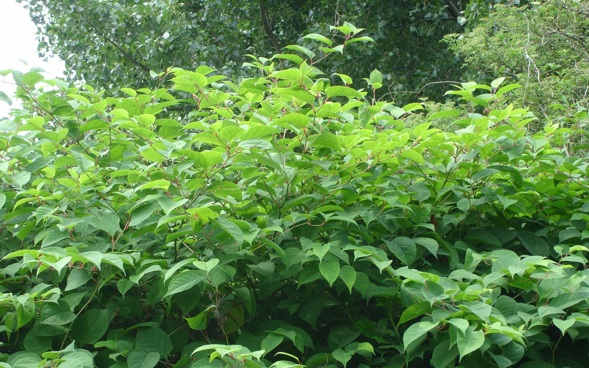 five-useful-japanese-knotweed-top-tips-the-lk-group