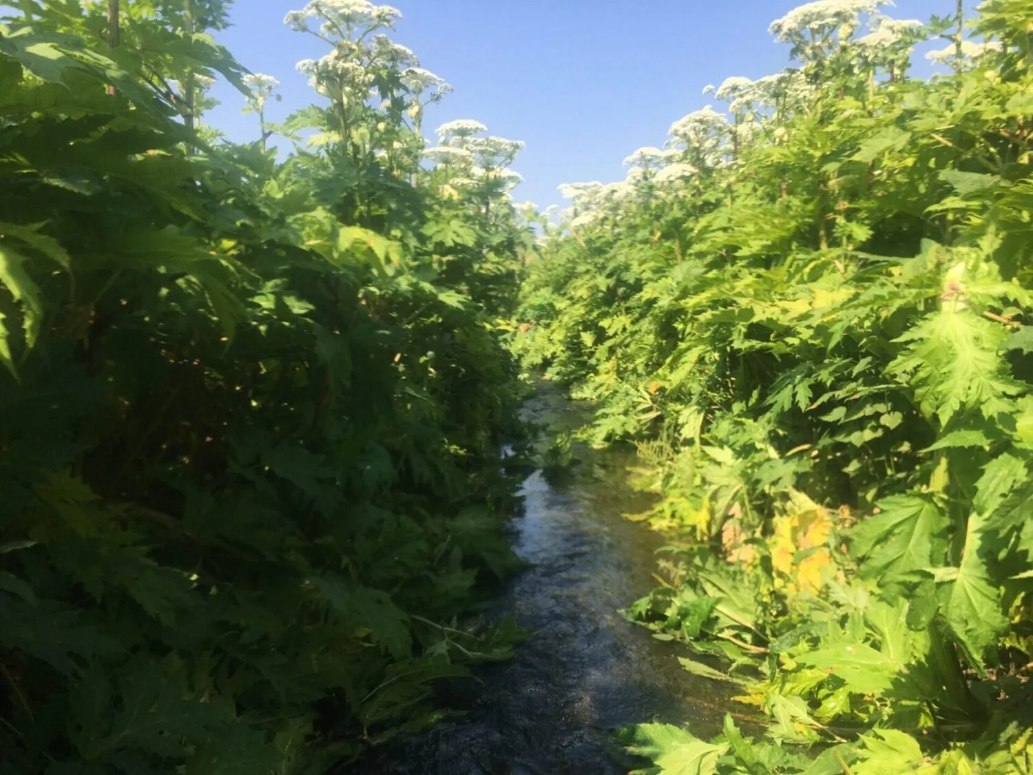 giant hogweed